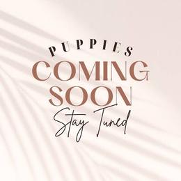 Poodle puppies from TNT PUPPIES