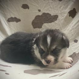 Bob - Black and tan male Pembroke Welsh Corgi puppy in Woodland, Washington from MB Acres Corgis