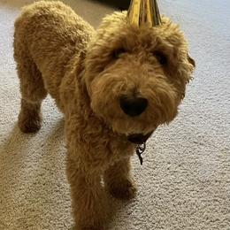 Goldendoodle Puppies from Hannah Mae Doodles