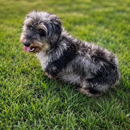 Poppy - Dachshund