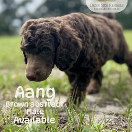 Aang - Phantom male Poodle puppy in Jacksonville, Florida from Creek Side Kennels