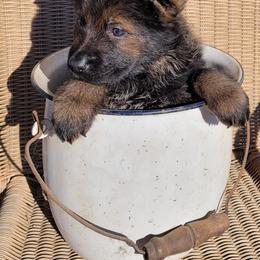 German Shepherd Puppies from Argohof Shepherds