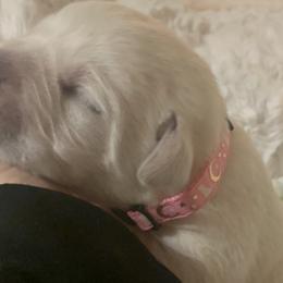 Girl 3 - Yellow Labrador Retriever puppy in Live Oak, California from Blanco Labradors
