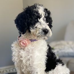 Holly - Goldendoodle