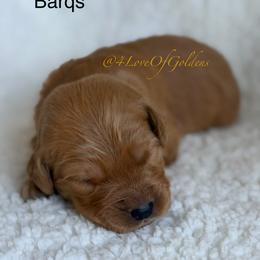 Barqs - Dark golden male Golden Retriever puppy in La Verne, California from 4LoveofGoldens