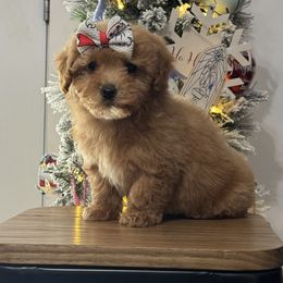 Bella girl 1 - Apricot female Poodle puppy in Berea, Kentucky from Blair’s Furry Friends