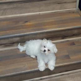 Maltese Puppies from TCBs Glowing Maltese