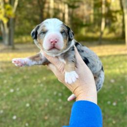Cognac has - Blue merle male Bernedoodle puppy in Midland, Michigan from Northern Charm Farm