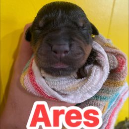 Ares(red) - Black and mahogany male Rottweiler puppy in Mancelona, Michigan from Nicolle Stone