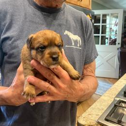 Coco Chanel - White and tan female Russell Terrier puppy in Orange, Virginia from Woodside