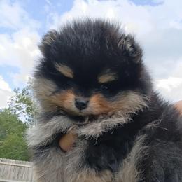 Oliver - Black and tan male Pomeranian puppy in Pembroke, Georgia from Triple P Babies/Pampered Pom Pom babies