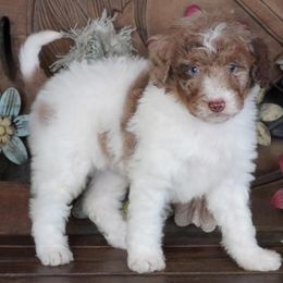 Red Merle Parti - Red merle female Aussiedoodle puppy in Lawton, Oklahoma from Lindsey’s Aussies