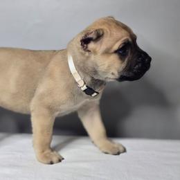 Asher - Fawn male Cane Corso puppy in Elkhart, Indiana from Martins Almighty Cane Corsos