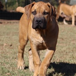 Poppy(Yellow) - Brown female Boerboel puppy in Shawnee, Oklahoma from TXT Boerboels