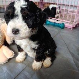 Bernedoodle Puppies from Kiya's Bernedoodles