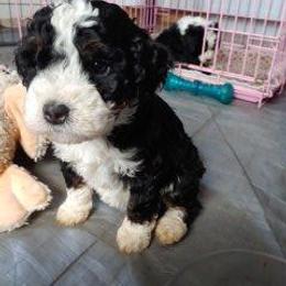 Bernedoodle Puppies from Kiya's Bernedoodles