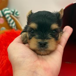 Kash - Black and tan male Yorkshire Terrier puppy in Benton, Illinois from Furry Tailz Yorkies