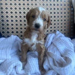 Phantom - Red  male Goldendoodle puppy in Calera, Alabama from Red Mountain Minis