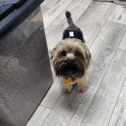 Toby - Black and gold male Yorkshire Terrier puppy in Pana, Illinois from Strohlz Yorkies