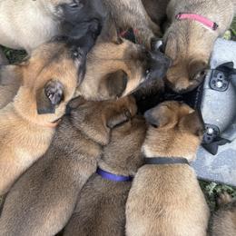 Belgian Malinois from Childress Creek Kennels