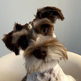 Alphie - Miniature Schnauzer