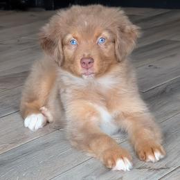 Timbre - Red merle female Australian Shepherd puppy in Fultonville, New York from Sandy Aussies & Pomeranians