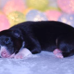 Miu Miu - Black tri-color female Australian Shepherd puppy in Easton, Missouri from MMA Kennel