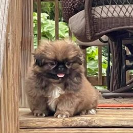 Pekingese Puppies from Linda's Perfect Pek Palace