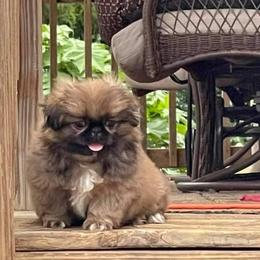 Pekingese Puppies from Linda's Perfect Pek Palace