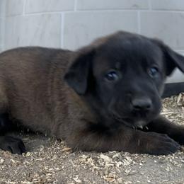 Yellow - Fawn sable female Belgian Malinois puppy in Ellerbe, North Carolina from Grand Prix Kennel