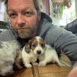 Dachshund Puppies from Rebekah's Dachshunds