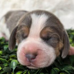 Blue collar boy - Blue tan and white male Beagle puppy in Spring Branch, Texas from Lost Trail Kennels