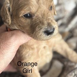 Orange Collar Girl - Cream female Goldendoodle puppy in Colorado Springs, Colorado from Pikes Peak Doodles