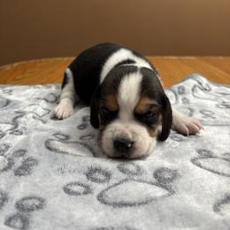 Herald - Black white and tan male Beagle puppy in St. Cloud, Minnesota from Beagle Blessings