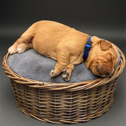 True - Dark golden male Golden Retriever puppy in Salt Lake City, Utah from Soaring golden retrievers