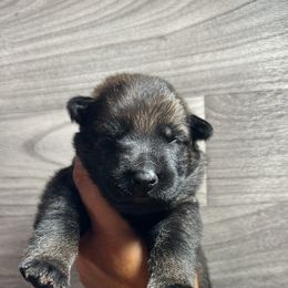 Girl 2 - Sable German Shepherd puppy in Little Rock, Arkansas from Vom Gonza German Shepherds
