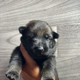 Girl 2 - Sable German Shepherd puppy in Little Rock, Arkansas from Vom Gonza German Shepherds