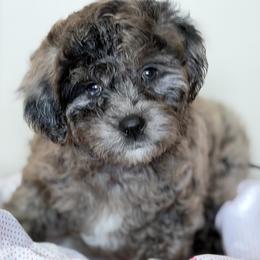 Gray Merle - Merle male Goldendoodle puppy in Rush, New York from Care Bear Puppies