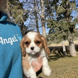 Royal Blue - Blenheim male Cavalier King Charles Spaniel puppy in Honeyville, Utah from Mike and Brandice Brown Performance Animals