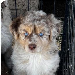 Juliet - Red merle female Australian Shepherd puppy in Piedmont, Oklahoma from HeartDriven Aussies