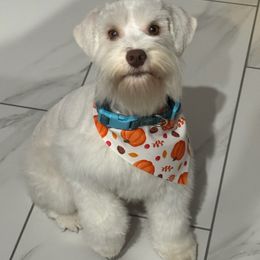 Sade - Miniature Schnauzer