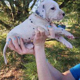 Yellow - White and black Dalmatian puppy in Pine City, Minnesota from Rock Creek Dalmatians