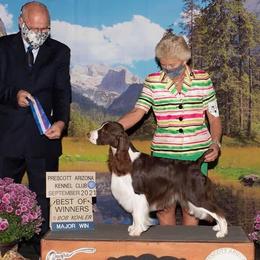 Lenox - English Springer Spaniel