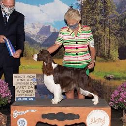 Lenox - English Springer Spaniel