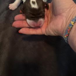 Jackson - Liver white and tan male English Springer Spaniel puppy in Borrego Springs, California from Desert Willow Kennel