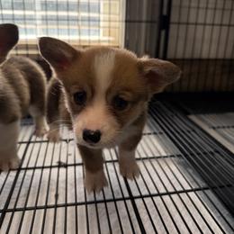 Seren - White and red female Pembroke Welsh Corgi puppy in Jenkinsburg, Georgia from Red Elephant Farms