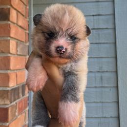 Chiryu go Winmont - Red male Japanese Akitainu puppy in Copperas Cove, Texas from Winmont Akitas