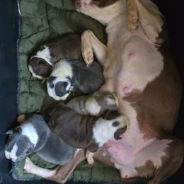 Raven - Boston Terrier