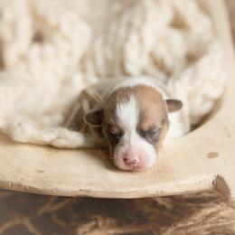 White Collar - Male - Boots - Red male Pembroke Welsh Corgi puppy in Waverly Hall, Georgia from 6g Ranch Corgis