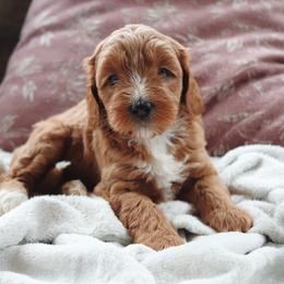 Mocha - Apricot female Goldendoodle puppy in Atlanta, Georgia from Cedarcrest Goldendoodles
